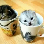 Котаракът в домашните любимци апартаментните