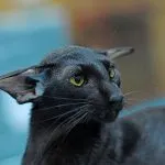 Devon Rex котка снимки, видео, описание порода, грижи характер