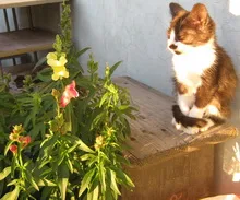 Cat хранене стайни растения каква е причината и какво да правят (котката ви просто) Котка яде стайни растения каква е причината и какво да правя