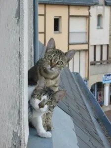 Котаракът в апартамента