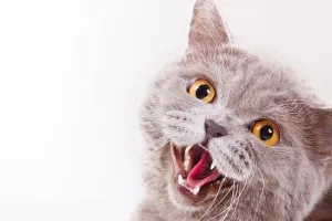 Котката се дишаше тежко с отворена уста (дишане) Котката се дишаше тежко с отворена уста
