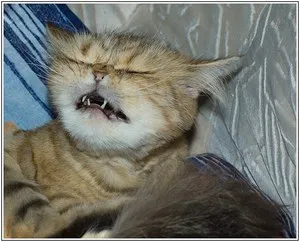 Котка или котка кихне какво да правя, как да се диагностицира и лекува от