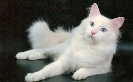 Котка с големи очи, топ-10 очи рок