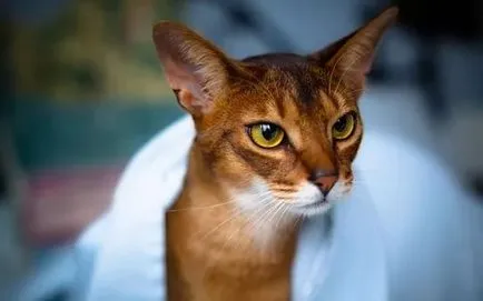 Котка с големи очи, топ-10 очи рок