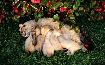 Хранене котенца 1, 2 и 3 месеца