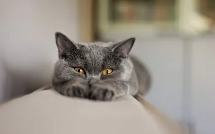 Котките не трябва да бъде дали това е така (не е) бийт Котките не могат да се бият, ако това е