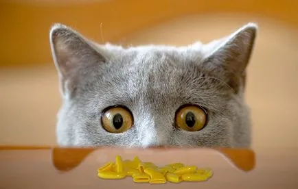 Котка с големи очи, топ-10 очи рок