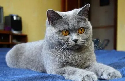Котка с големи очи, топ-10 очи рок