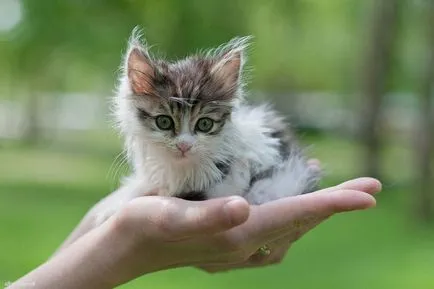 Котките не могат да се бият, като че ли (наказание котки) Котките не могат да се бият, ако това е