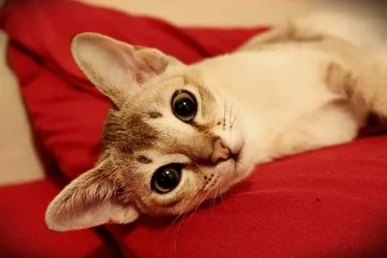 Котка с големи очи, топ-10 очи рок