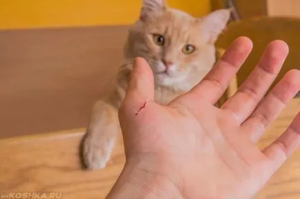 нападения от котка и хапят, какво да правя
