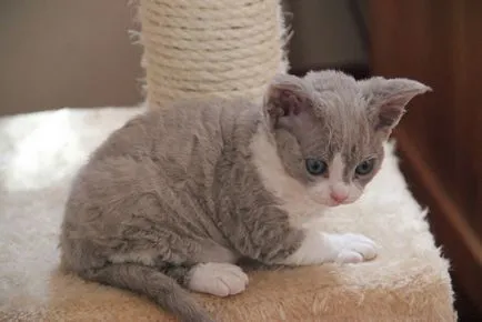 Cat Devon Rex - описание порода, характер, снимка, цвят, стандарт, размери, тегло и височина, (Rex) Cat Devon Rex - описание порода, характер, снимка, цвят, стандарт, размери, тегло и височина,