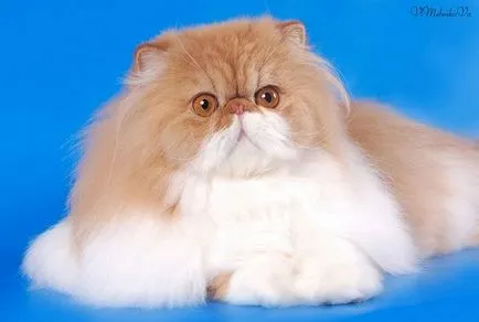 Котка с големи очи, топ-10 очи рок