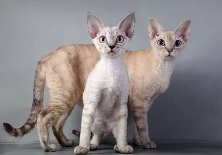 Cat Devon Rex - описание порода, характер, снимка, цвят, стандарт, размери, тегло и височина (Devon) Cat Devon Rex - описание порода, характер, снимка, цвят, стандарт, размери, тегло и височина,