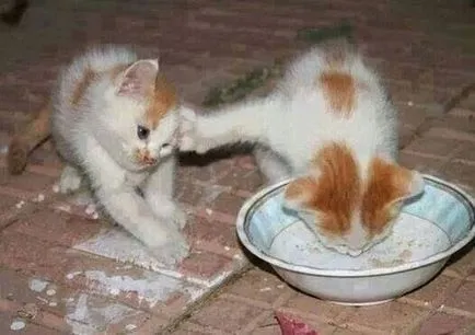 Хранене котенца 1, 2 и 3 месеца