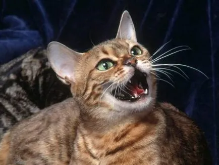 Котките не могат да се бият, ако това е (котки) Котките не могат да се бият, ако това е