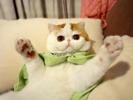 Котка с големи очи, топ-10 очи рок