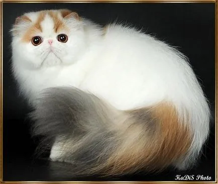Котка с големи очи, топ-10 очи рок