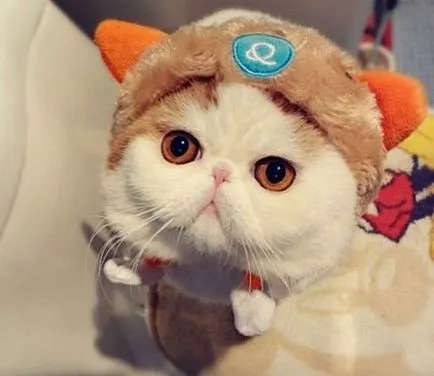 Котка с големи очи, топ-10 очи рок