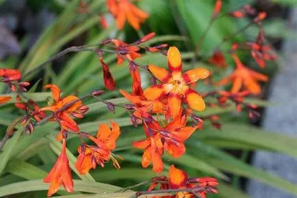 Crocosmia (montbretsiya) засаждане, култивиране и размножаване, разнообразие