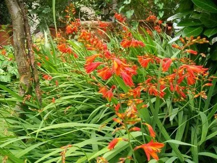 Crocosmia (montbretsiya) засаждане, култивиране и размножаване, разнообразие