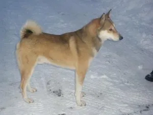 Laika, всички видове хъскита със снимки и видео