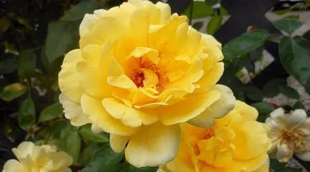 Храст Roses описание и снимки на най-добрите сортове за градината (храсти Rose) Храст Roses описание и снимки на най-добрите сортове за градината