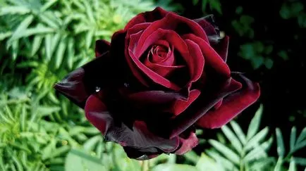 Храст Roses описание и снимки на най-добрите сортове за градината (храсти Rose) Храст Roses описание и снимки на най-добрите сортове за градината