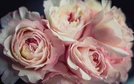 Храст Roses описание и снимки на най-добрите сортове за градината (име на рози спрей) Храст Roses описание и снимки на най-добрите сортове за градината