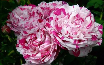 Храст Roses описание и снимки на най-добрите сортове за градината (спрей) Храст Roses описание и снимки на най-добрите сортове за градината
