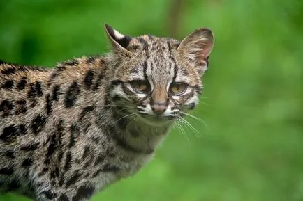 Кой е по-умен - котка или куче, седем руски