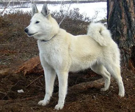 Laika снимки и картини, характеристики на породата, грижи съвети
