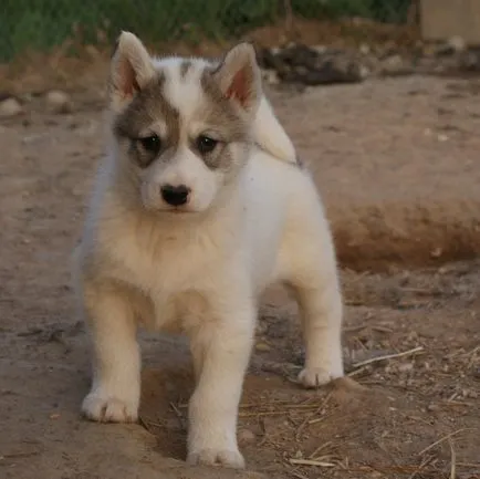 Laika снимки и картини, характеристики на породата, грижи съвети