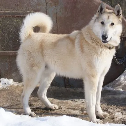Laika снимки и картини, характеристики на породата, грижи съвети