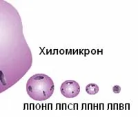 видове липопротеини, нива на бета липопротеини в кръвта (холестерол) видове липопротеини, нива на бета липопротеини в кръвта