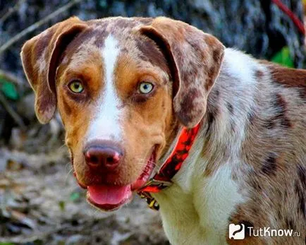 Catahoula Cur грижи порода кученца цена