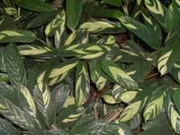 Maranta - описание Maranta и грижи