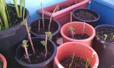 Малина дърво (злато, едър, приказка, Таруса) описание на сортове, засаждане и поддръжка, умножение