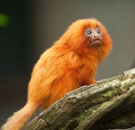 Monkey маска с вашите ръце 3 варианта