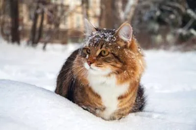 Дали котка замразяване през зимата