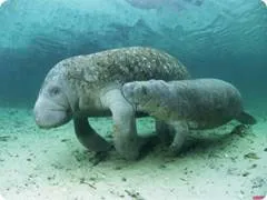 Морска крава - появата на морж