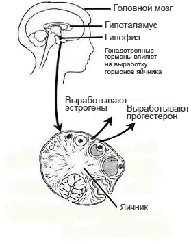 Маточни фиброиди - хормонален дисбаланс