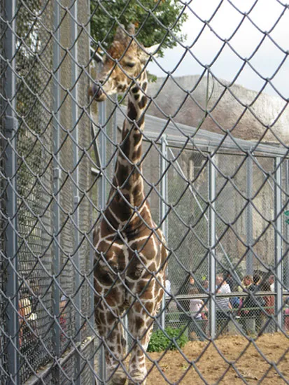 Москва Zoo снимка, адрес, метро, ​​цените на билетите, работното време, как да стигна до Москва