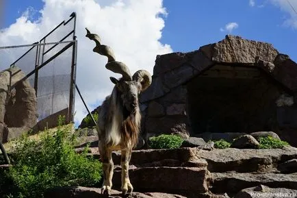Москва Zoo на барикадите в Москва