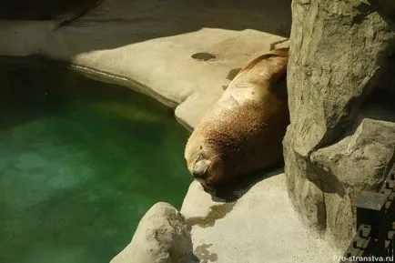 Москва Zoo на барикадите в Москва