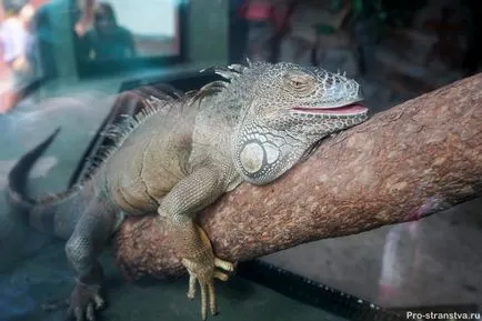Москва Zoo на барикадите в Москва