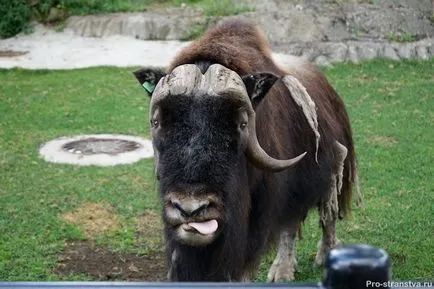 Москва Zoo на барикадите в Москва