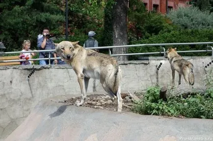 Москва Zoo на барикадите в Москва