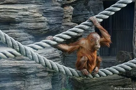 Москва Zoo на барикадите в Москва