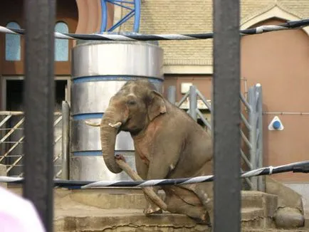 Москва Zoo снимка, адрес, метро, ​​цените на билетите, работното време, как да стигна до Москва